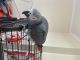 African Grey Birds for sale in Dearing, KS, USA. price: $600