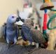 African Grey Birds for sale in Hialeah, FL, USA. price: NA