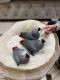 African Grey Hornbill Birds for sale in Florida City, FL, USA. price: $700