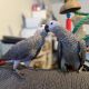 African Grey Hornbill Birds for sale in Los Angeles, California. price: $800