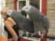 African Grey Hornbill Birds for sale in Indianapolis, IN, USA. price: NA