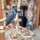 African Grey Hornbill Birds for sale in California Ave, Civil Aerodrome Post, Peelamedu, Tamil Nadu 641014, India. price: 1000 INR