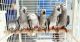 African Grey Parrot Birds for sale in California City, CA, USA. price: NA