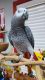 African Grey Parrot Birds for sale in California St, Denver, CO, USA. price: $700