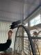 African Grey Parrot Birds for sale in Wright View, Dayton, OH, USA. price: NA