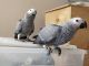 African Grey Parrot Birds for sale in Pittsburgh, PA, USA. price: NA