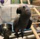 African Grey Parrot Birds for sale in ON-400, Georgian Bay, ON, Canada. price: NA