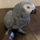 African Grey Parrot Birds for sale in Georgetown, SC 29440, USA. price: $1,000