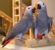 African Grey Parrot Birds for sale in Tennessee City, TN 37055, USA. price: $600