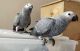 African Grey Parrot Birds for sale in Dallas, TX, USA. price: $500