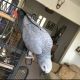 African Grey Parrot Birds for sale in ON-401, Lakeshore, ON, Canada. price: NA