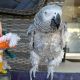 African Grey Parrot Birds for sale in SC-544, Myrtle Beach, SC, USA. price: $300