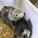 African Grey Parrot Birds for sale in Seattle, WA, USA. price: NA