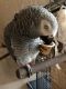 African Grey Parrot Birds for sale in Cincinnati, OH, USA. price: NA