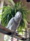 African Grey Parrot Birds for sale in Greensboro, GA 30642, USA. price: NA