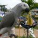 African Grey Parrot Birds for sale in S Los Angeles St, Los Angeles, CA 90021, USA. price: $500