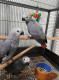 African Grey Parrot Birds for sale in Los Angeles, CA, USA. price: $600