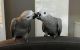 African Grey Parrot Birds for sale in Nashville, TN 37211, USA. price: $750