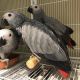 African Grey Parrot Birds for sale in Asheville, NC 28801, USA. price: NA