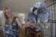 African Grey Parrot Birds for sale in Scranton, PA 18505, USA. price: NA