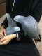 African Grey Parrot Birds for sale in Miami, FL 33197, USA. price: NA