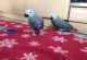 African Grey Parrot Birds for sale in Honolulu, HI 96808, USA. price: NA