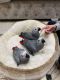 African Grey Parrot Birds for sale in New York, NY 10118, USA. price: NA