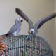 African Grey Parrot Birds for sale in Los Angeles, CA, USA. price: $240
