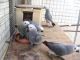 African Grey Parrot Birds for sale in Los Angeles, CA, USA. price: $550