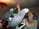 African Grey Parrot Birds for sale in New York, NY 10118, USA. price: NA