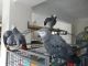 African Grey Parrot Birds for sale in Chicago, IL, USA. price: $550