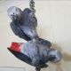 African Grey Parrot Birds for sale in Chicago, IL, USA. price: $950