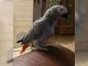 African Grey Parrot Birds for sale in Chicago, IL, USA. price: $1,200