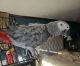 African Grey Parrot Birds for sale in Austin, TX 78704, USA. price: $500