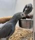 African Grey Parrot Birds for sale in Lincoln Heights, CA 90031, USA. price: $500