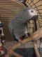 African Grey Parrot Birds for sale in Curtisville, PA 15032, USA. price: $500