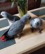 African Grey Parrot Birds for sale in New York, NY, USA. price: $750