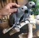 African Grey Parrot Birds for sale in Olathe, KS 66061, USA. price: $500