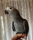 African Grey Parrot Birds for sale in Hammond, Louisiana. price: $650