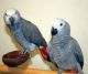 African Grey Parrot Birds for sale in Honolulu, Hawaii. price: $500