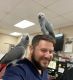 African Grey Parrot Birds for sale in New York City, New York. price: $500
