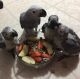 African Grey Parrot Birds for sale in Concord, New Hampshire. price: $500