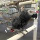 African Grey Parrot Birds for sale in Arapaho, Oklahoma. price: $420