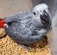 African Grey Parrot Birds for sale in Baton Rouge, Louisiana. price: $550