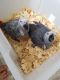 African Grey Parrot Birds for sale in New York City, New York. price: $500