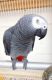 African Grey Parrot Birds for sale in Ginowan, Hawaii. price: $450