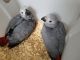 African Grey Parrot Birds for sale in Chicago, Illinois. price: $570