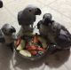 African Grey Parrot Birds for sale in Omaha, Nebraska. price: $700