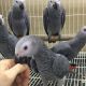 African Grey Parrot Birds for sale in Ontario, Ontario. price: $2,500