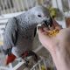 African Grey Parrot Birds for sale in Ontario, Ontario. price: $2,000